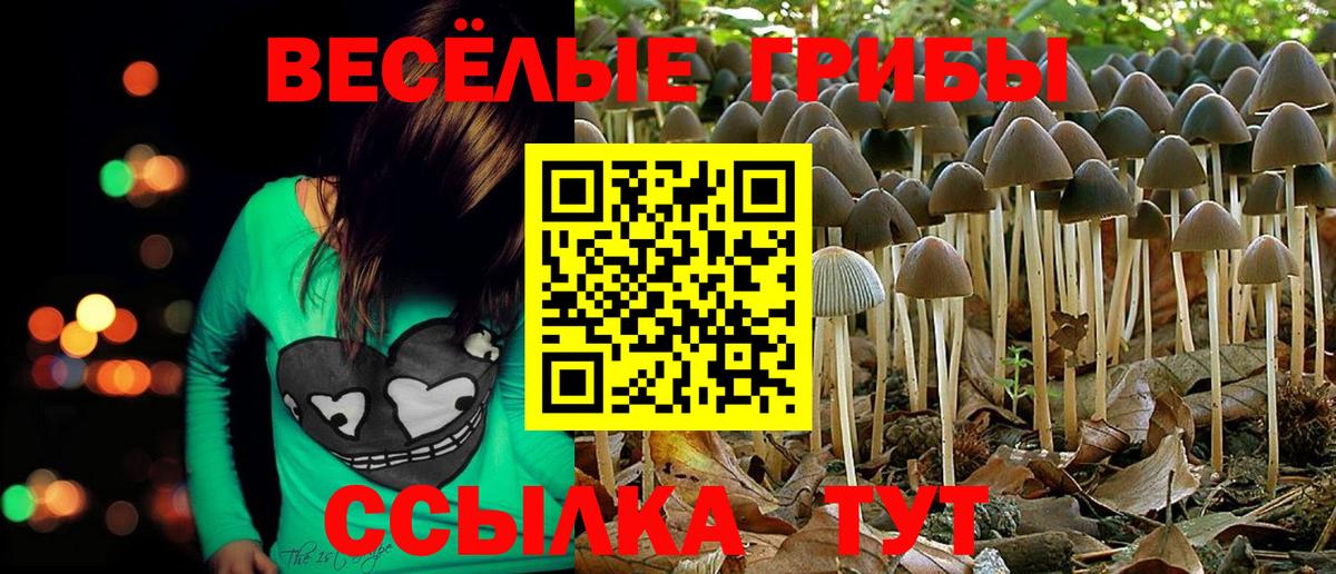 Псилоцибиновые грибы Psilocybe Губкинский